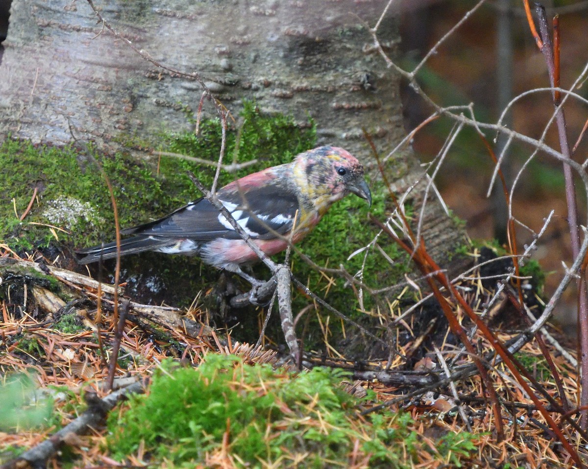 White-winged Crossbill - ML610556586