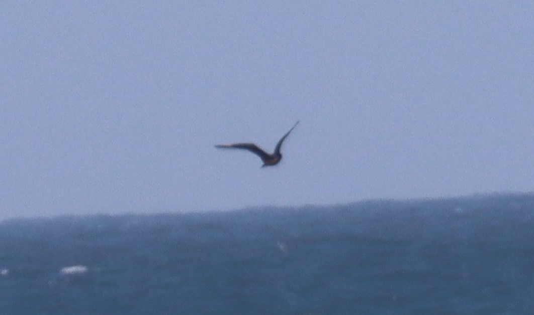 Parasitic Jaeger - Greg Cook