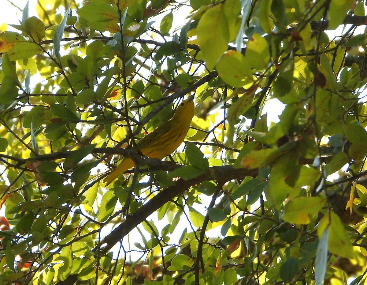 Yellow Warbler - ML610556708