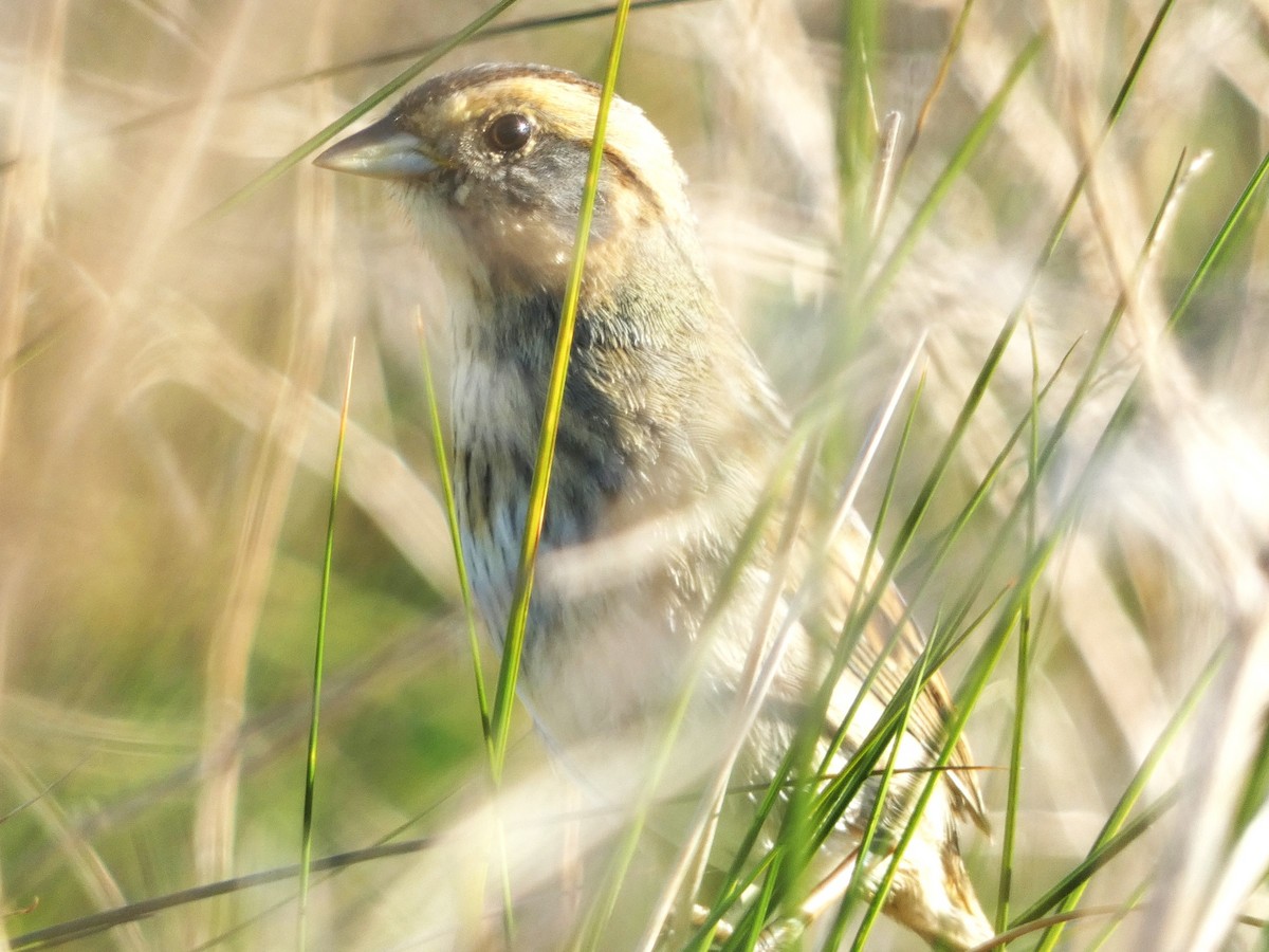 Bruant à queue aiguë - ML610556796