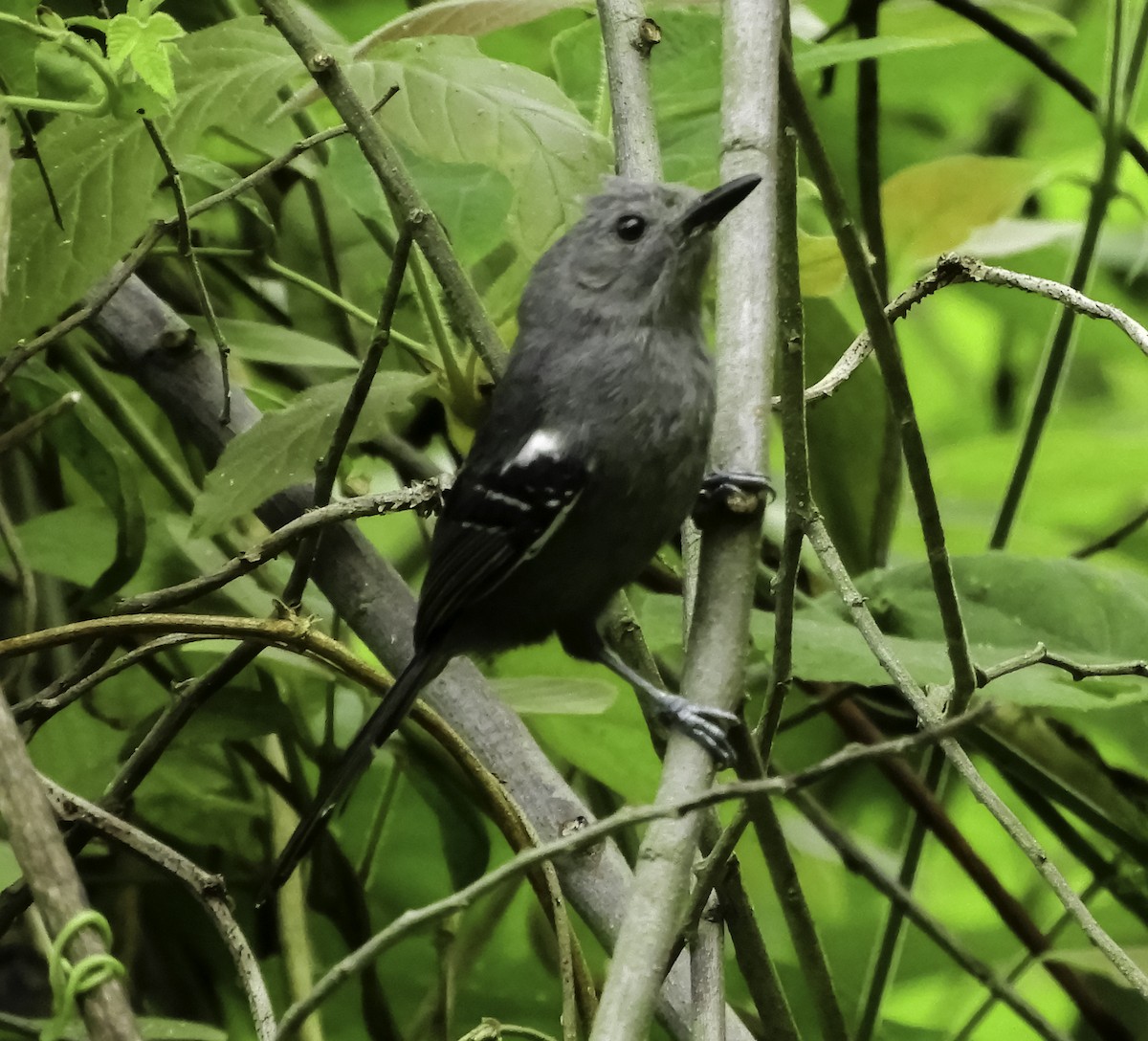 Rio de Janeiro Antbird - Ricardo Gagliardi