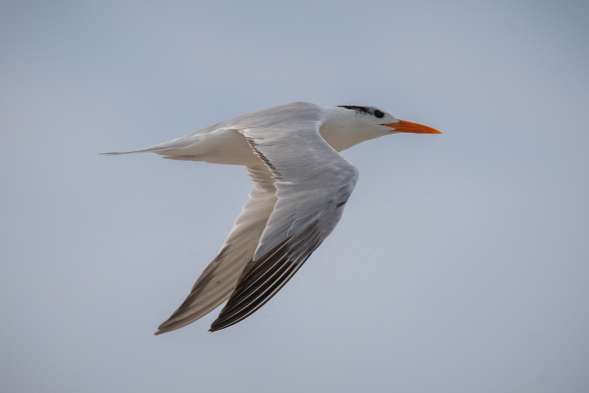 Royal Tern - Chris Thomas