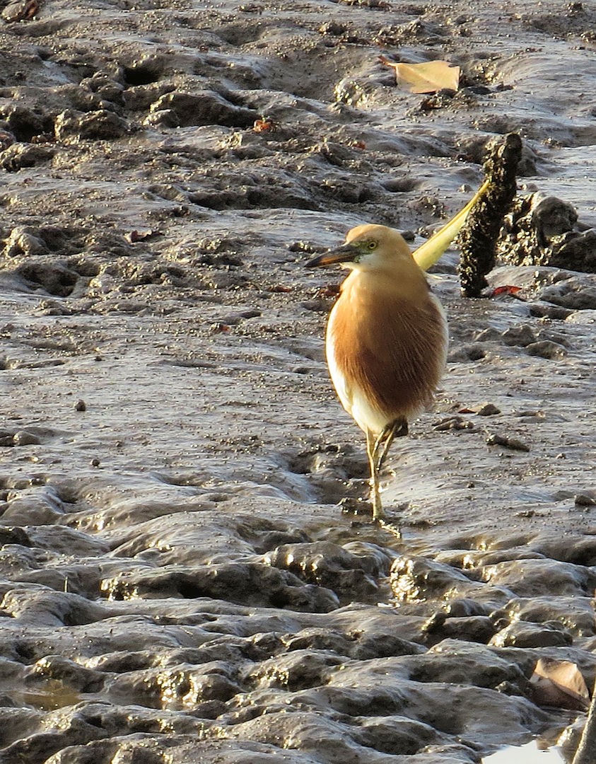 Javan Pond-Heron - ML610557007