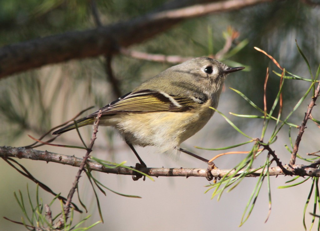 Ruby-crowned Kinglet - ML610557009