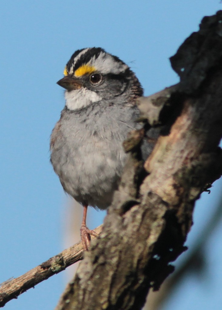 White-throated Sparrow - ML610557014