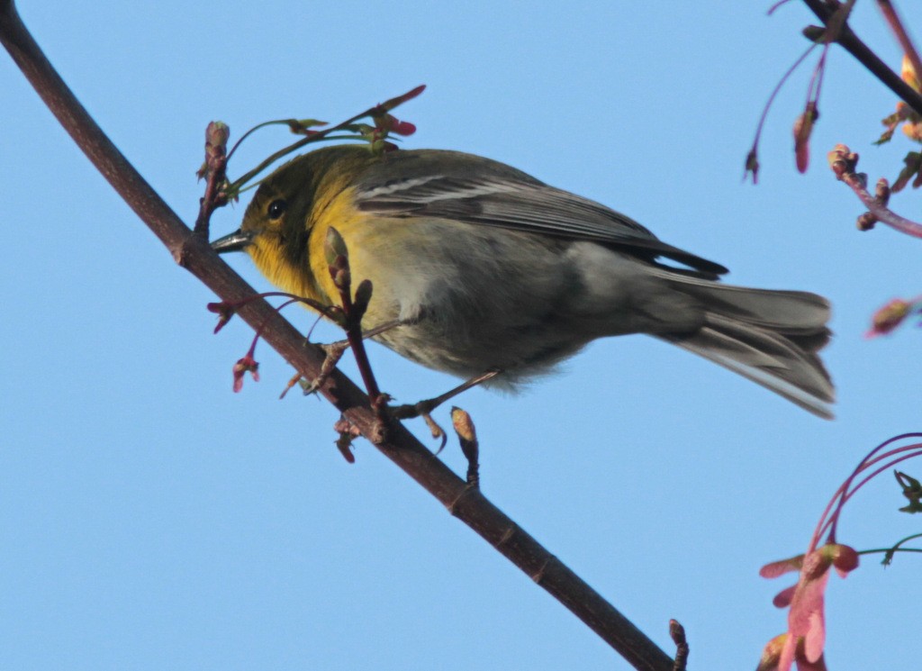 Pine Warbler - ML610557023