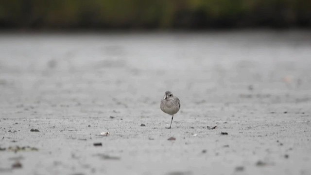 Black-bellied Plover - ML610557045