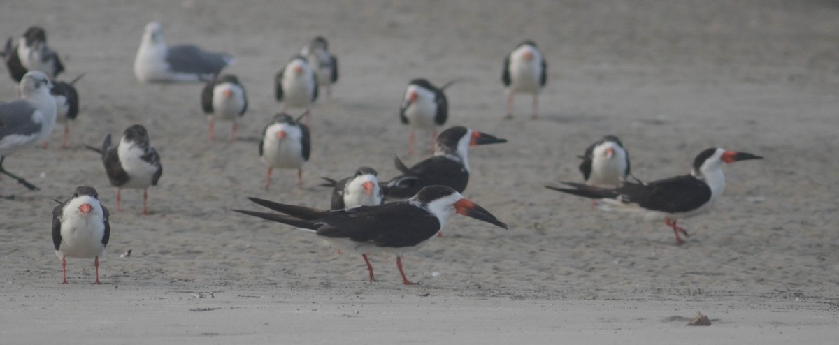 Black Skimmer - ML610557046