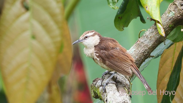 Bicolored Wren - ML610557062