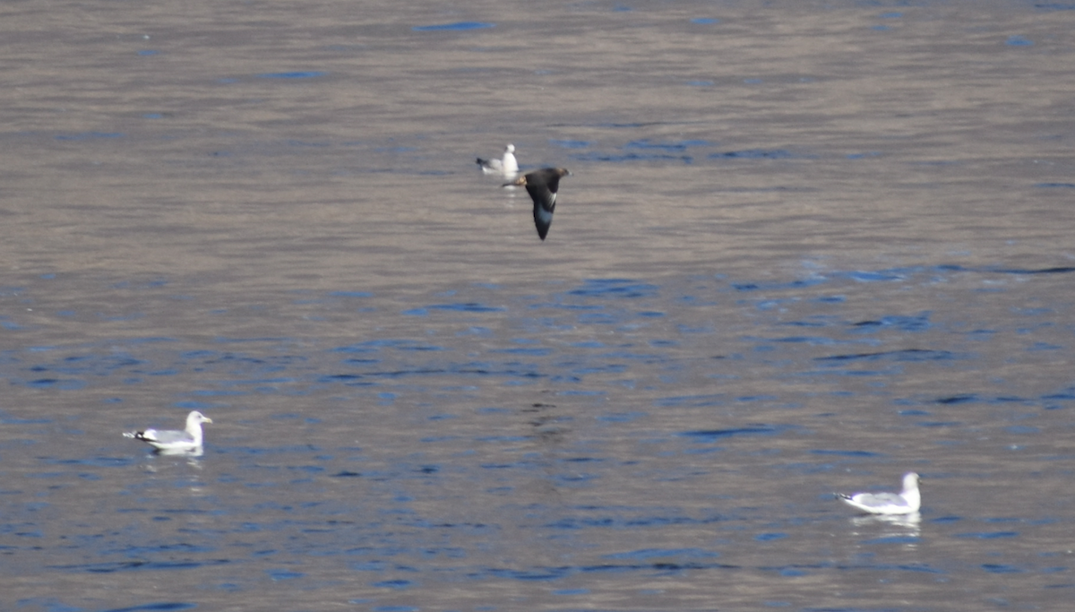 Parasitic Jaeger - ML610557072