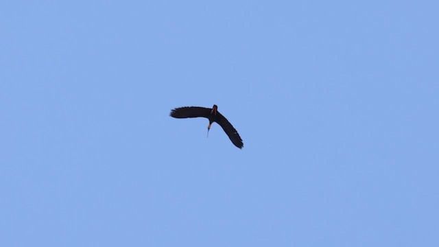 Buff-necked Ibis - ML610557178