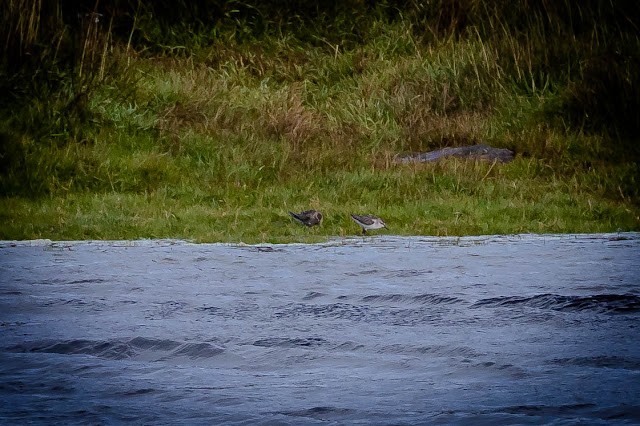 Semipalmated Sandpiper - Keith  Yates