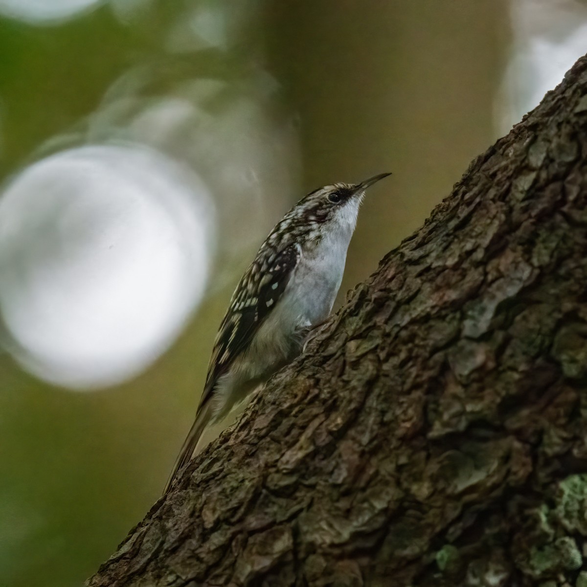 Brown Creeper - ML610557196