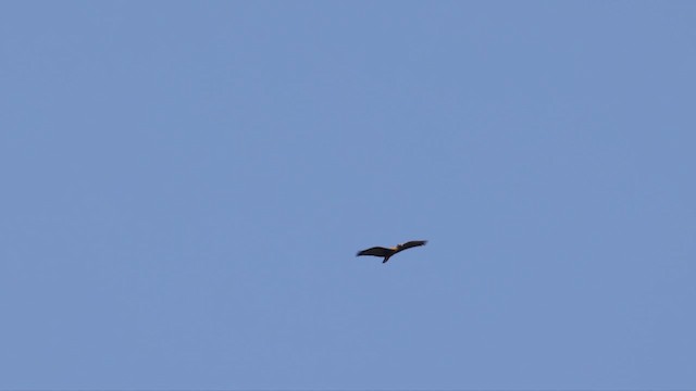 Buff-necked Ibis - ML610557246