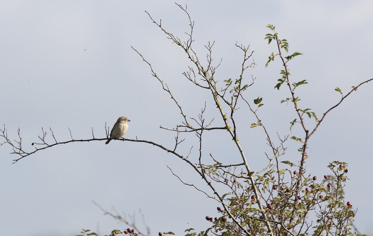 Isabelline Shrike - ML610557357