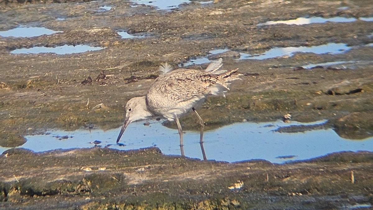 Chevalier semipalmé (inornata) - ML610557372