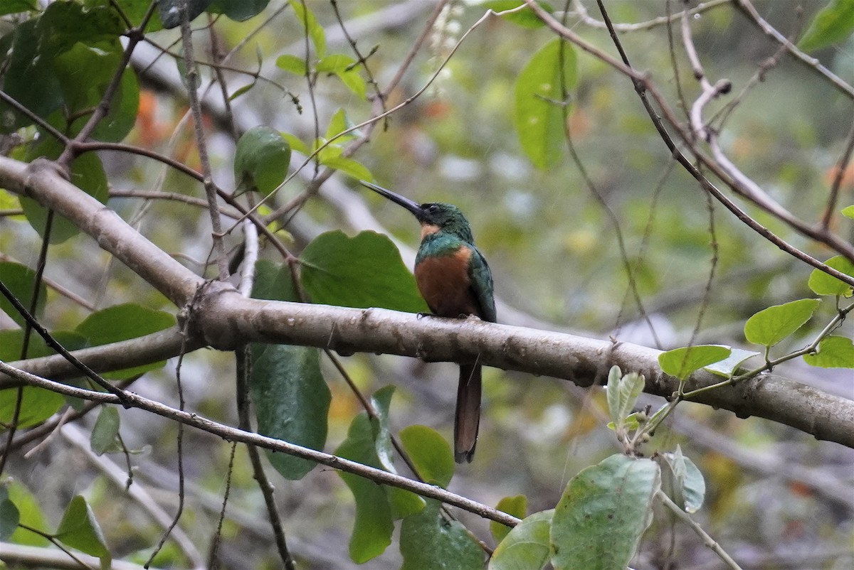 Rufous-tailed Jacamar (Black-chinned) - ML610557432