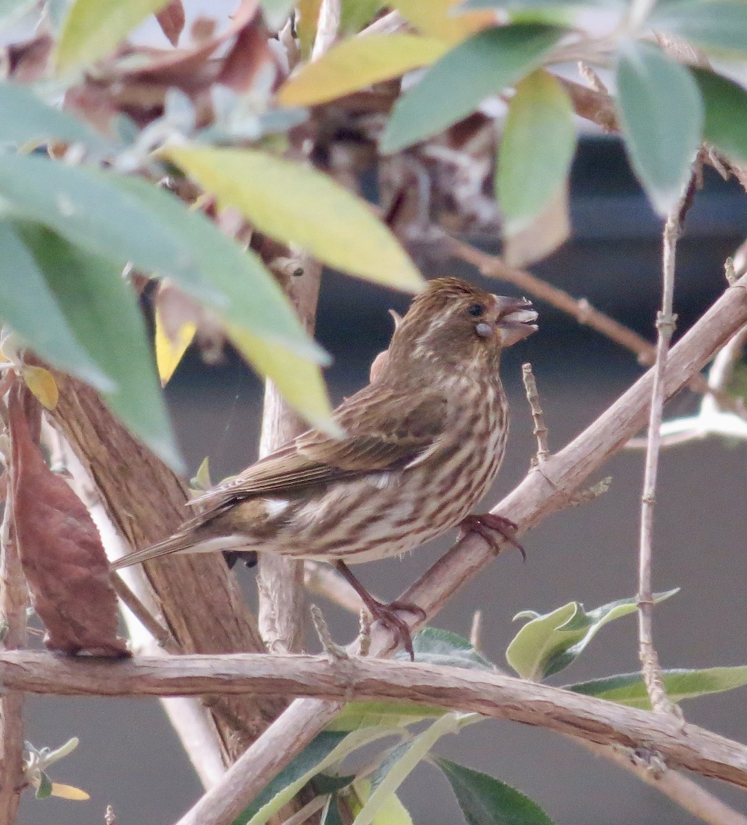 Roselin pourpré (californicus) - ML610557471