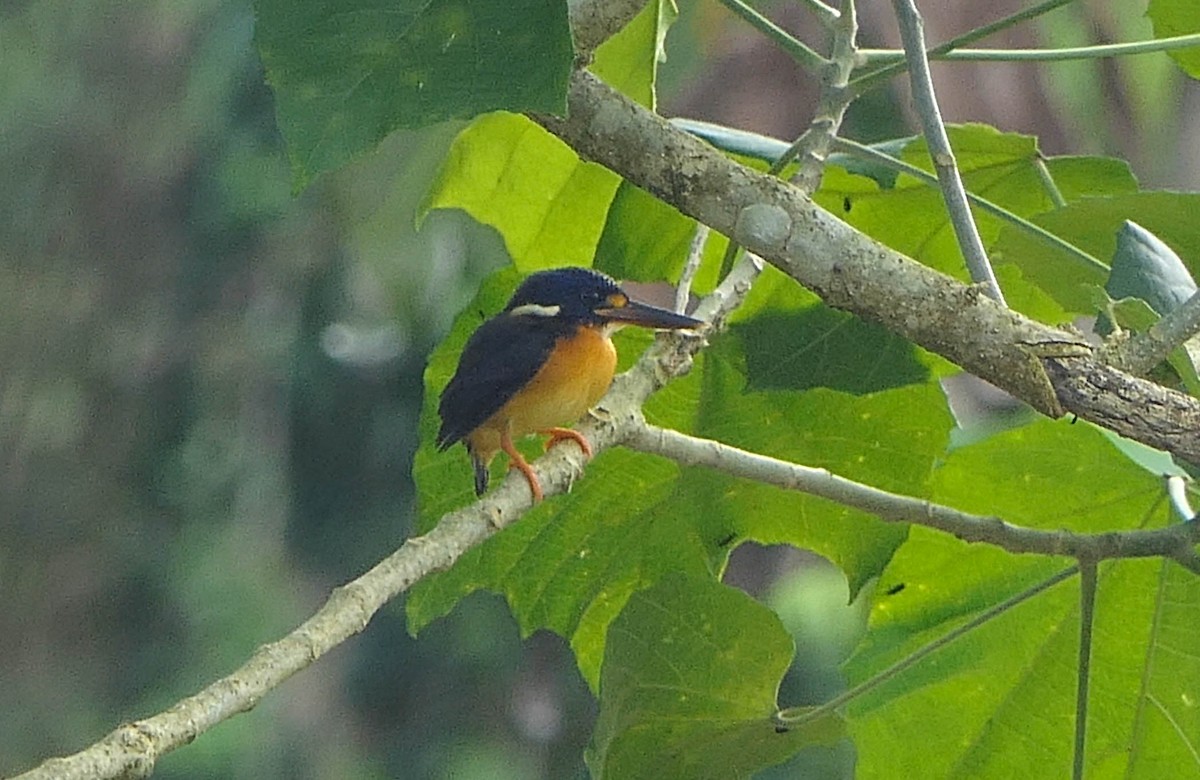 New Britain Dwarf-Kingfisher - ML610557478