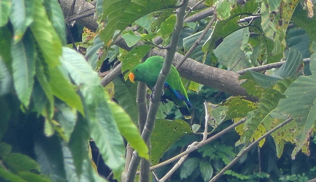 Papua Eklektus Papağanı - ML610557489