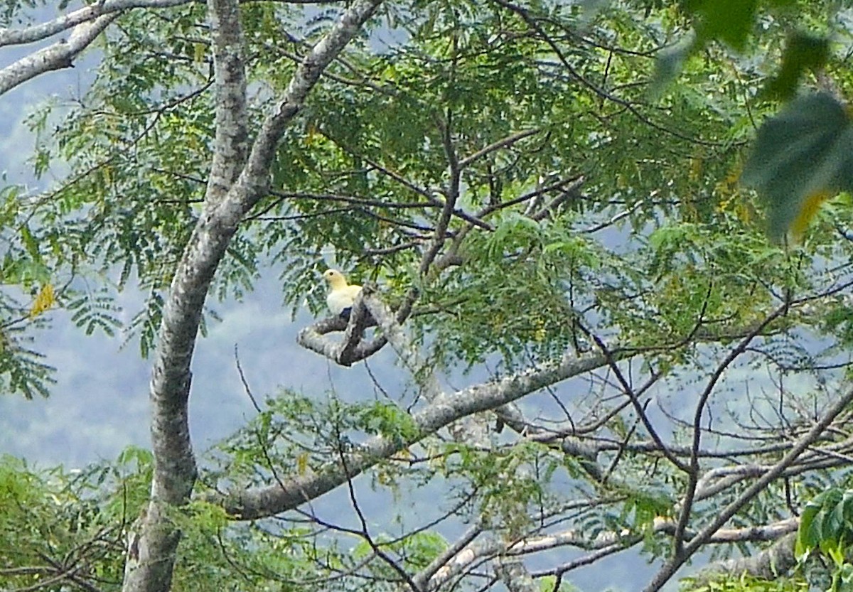 Yellowish Imperial-Pigeon - ML610557519