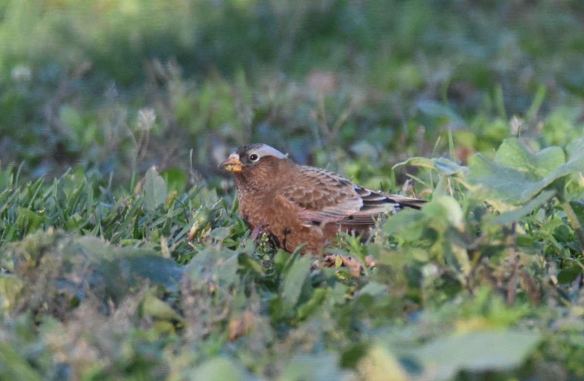 ハイガシラハギマシコ（tephrocotis グループ） - ML610557610