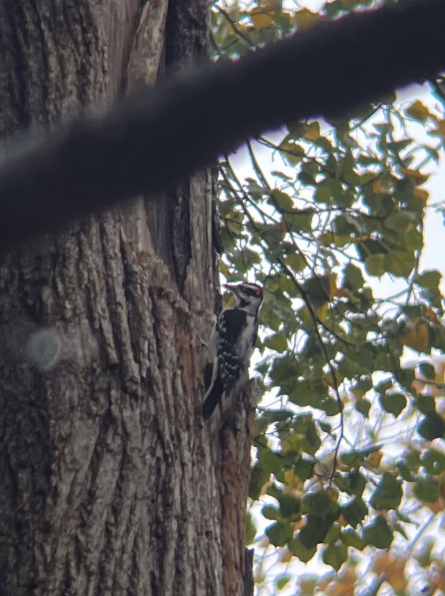 Hairy Woodpecker - ML610557611