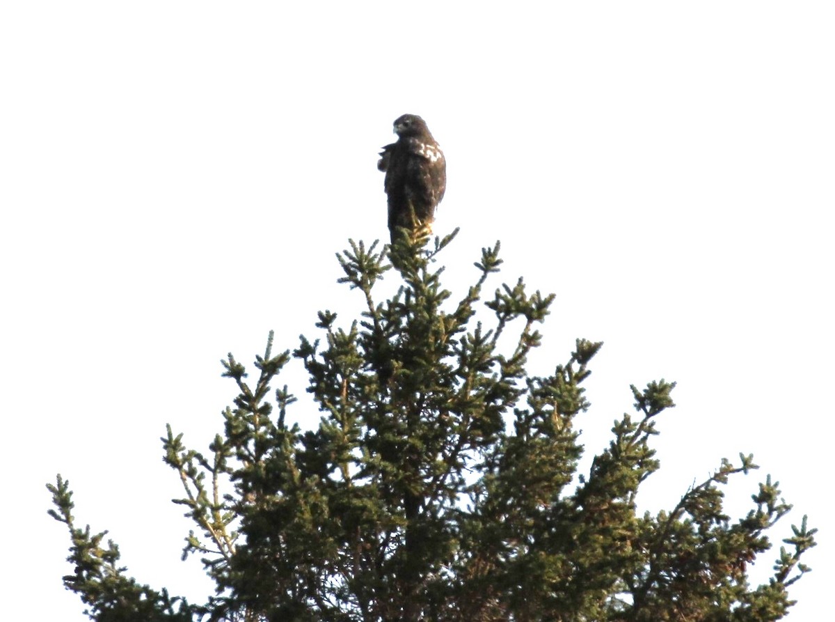 Red-tailed Hawk - ML610557748