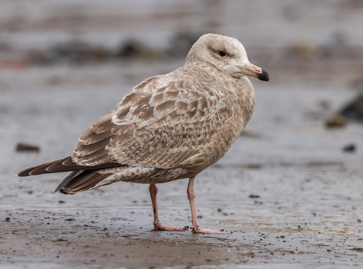 Herring Gull (American) - ML610557784