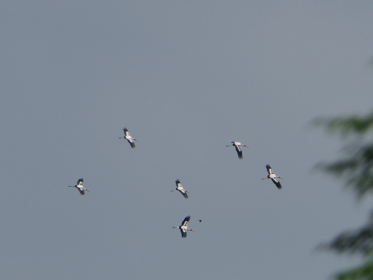 Painted Stork - ML610557813