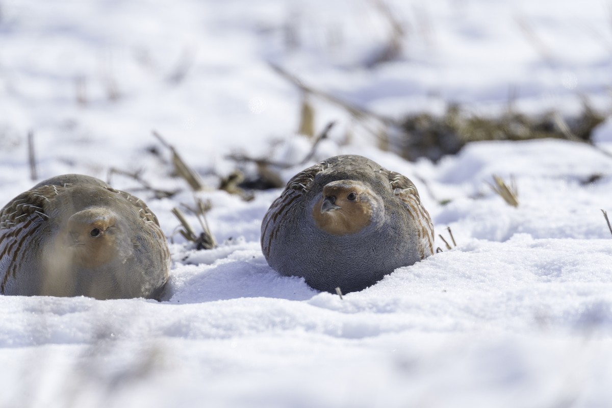 Gray Partridge - ML610557826