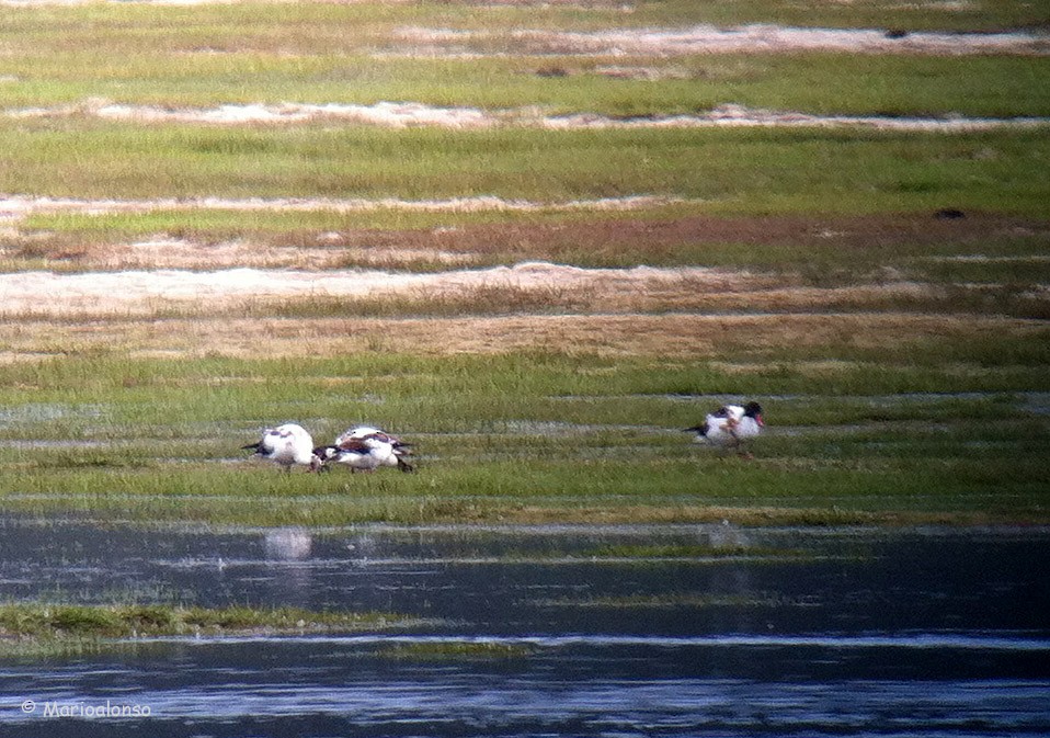 Common Shelduck - ML610557832