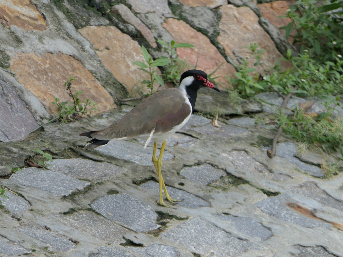 Red-wattled Lapwing - ML610557834
