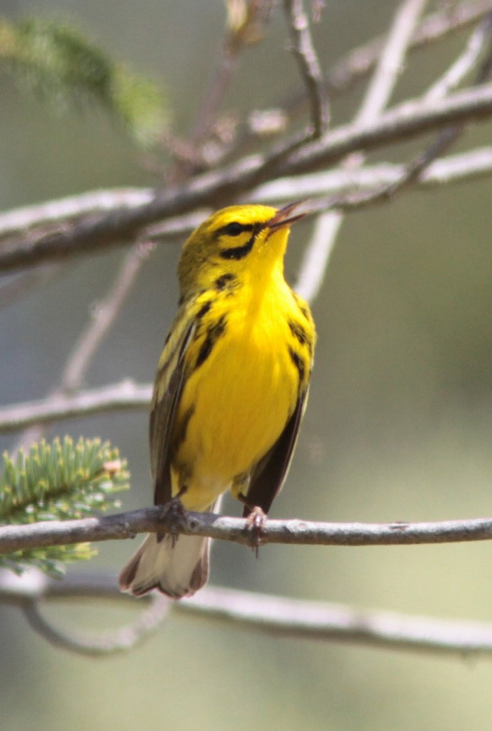 Prairie Warbler - ML610557895