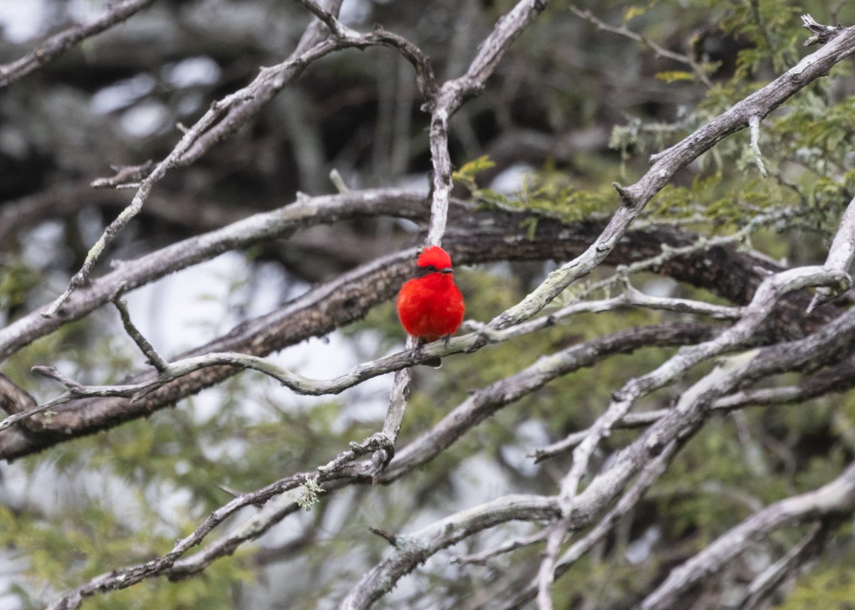 Vermilion Flycatcher (Austral) - ML610557960