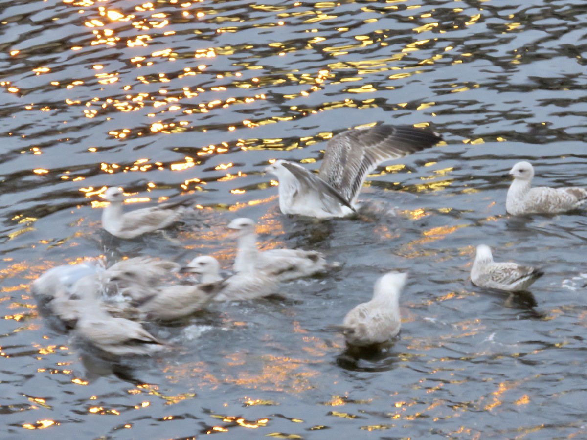 Herring Gull - Simon Pearce