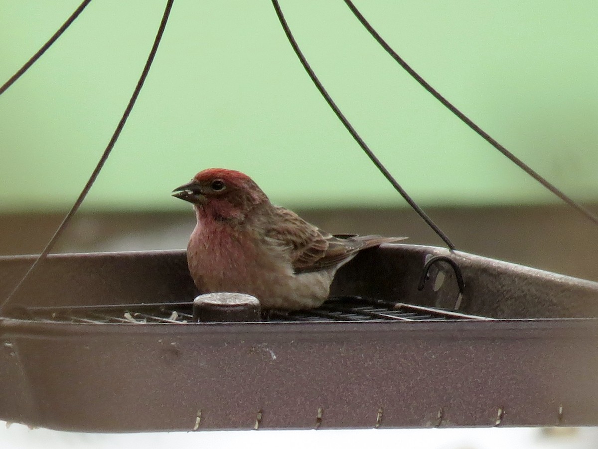 Cassin's Finch - Garrett MacDonald