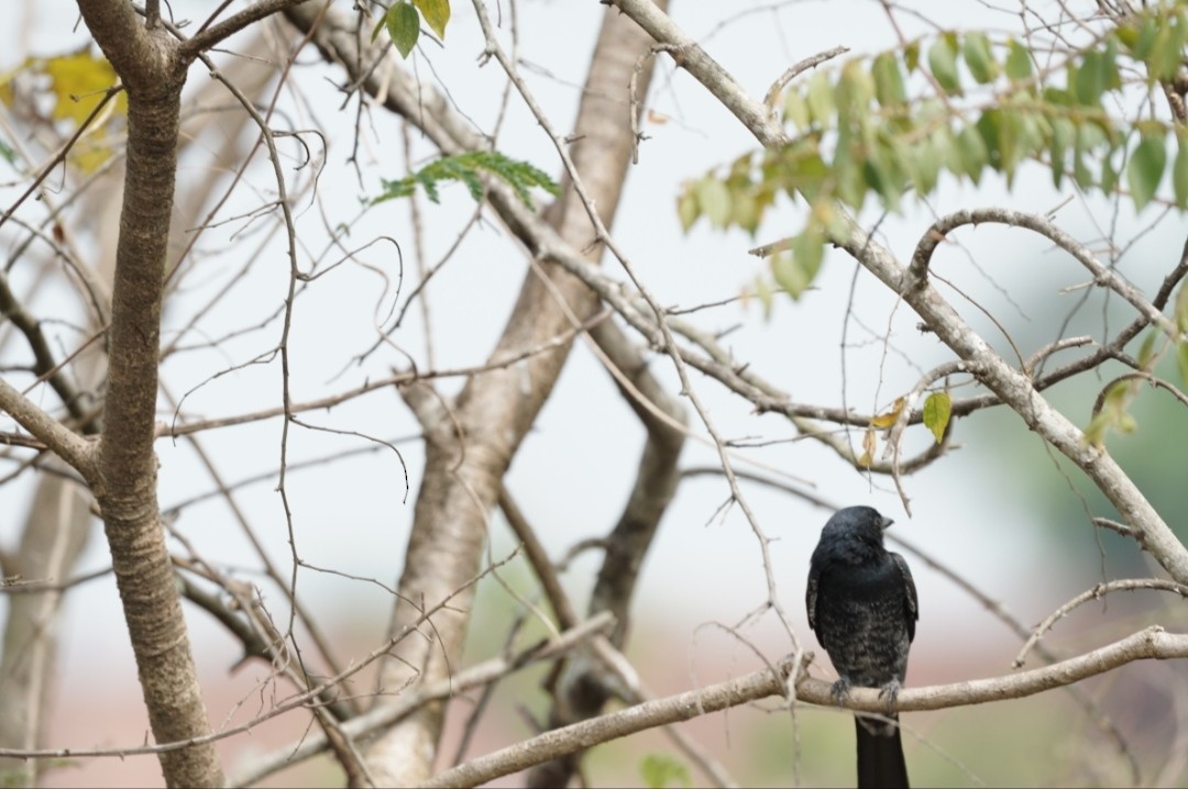 Black Drongo - ML610557993