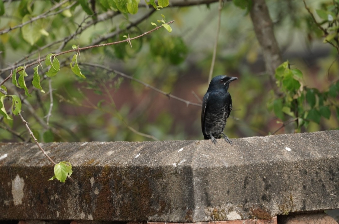 Black Drongo - Anirudh Rajeesh