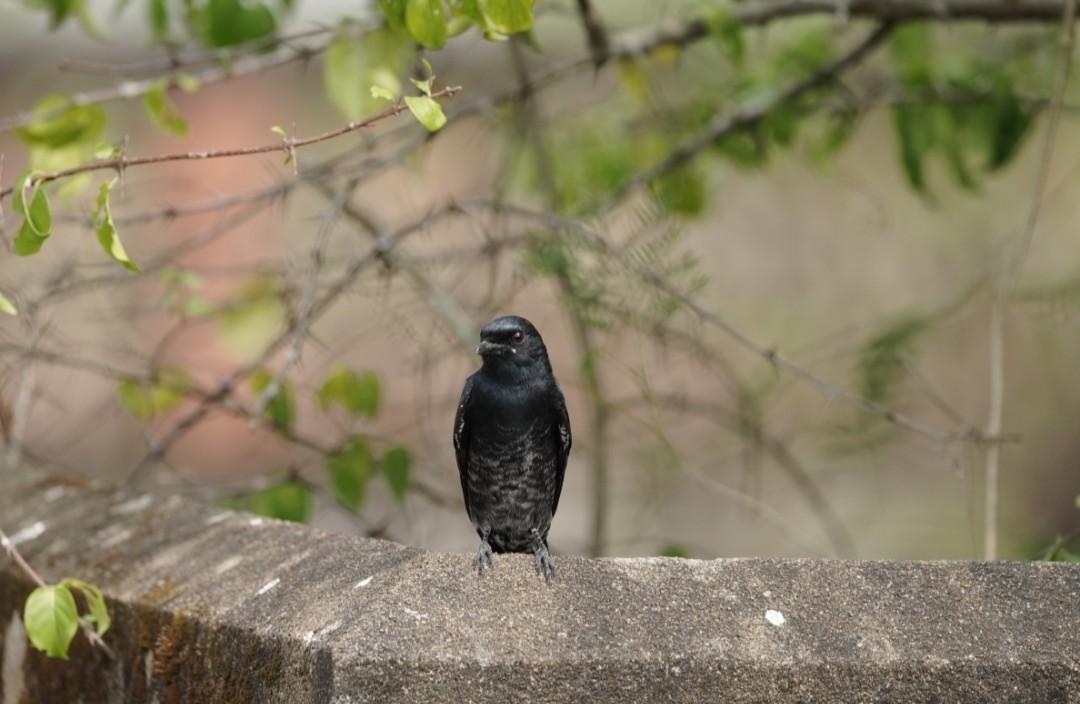 Black Drongo - ML610557995