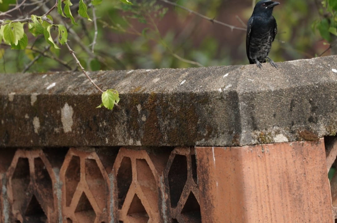 Black Drongo - ML610557999