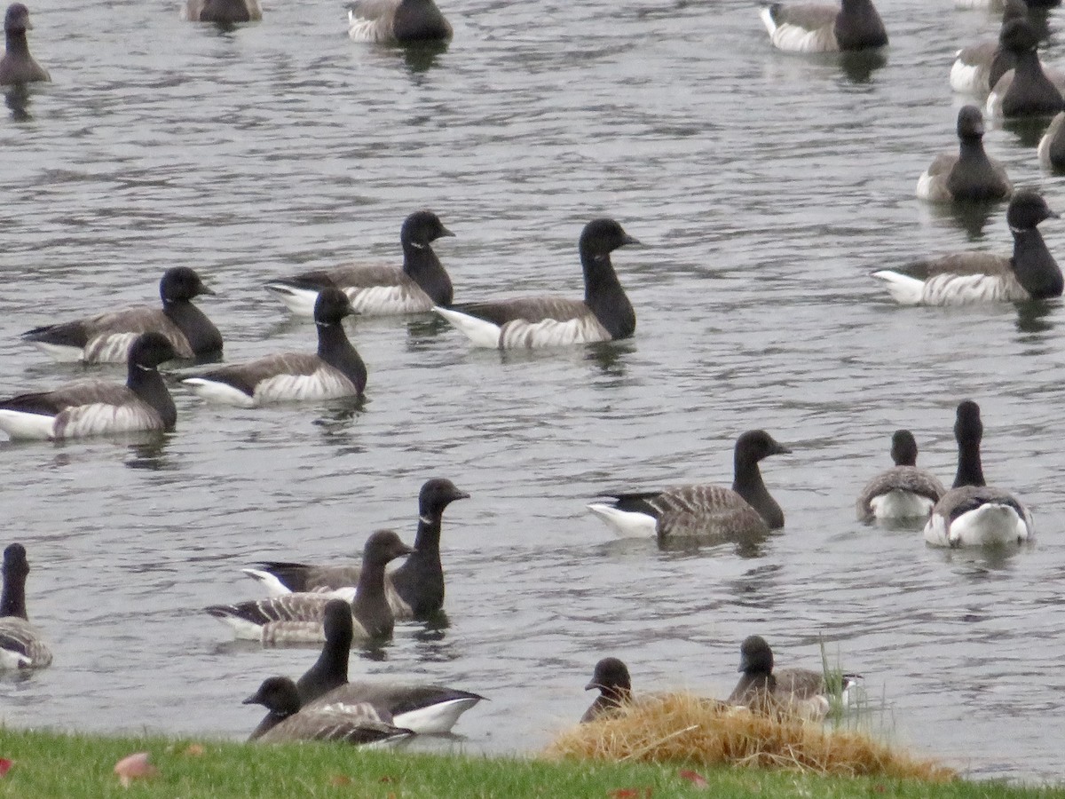 Brant (Pale-bellied) - karl  schmidt