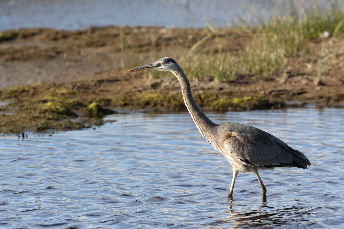 Great Blue Heron - ML610558219