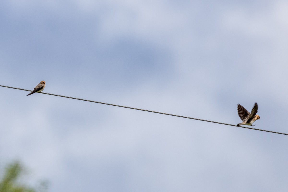 Tawny-headed Swallow - ML610558244