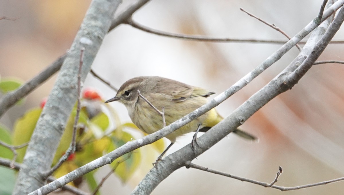 Palm Warbler - ML610558254