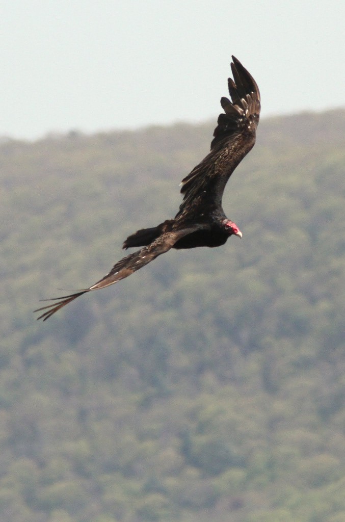 Turkey Vulture - ML610558296