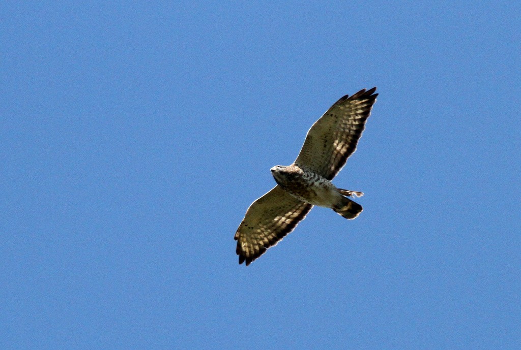 Broad-winged Hawk - ML610558300