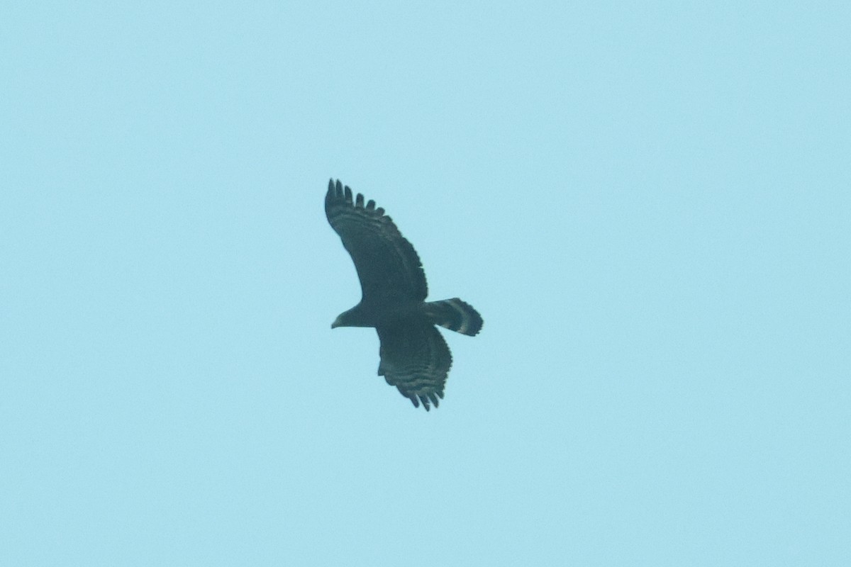 Crested Serpent-Eagle - ML610558336