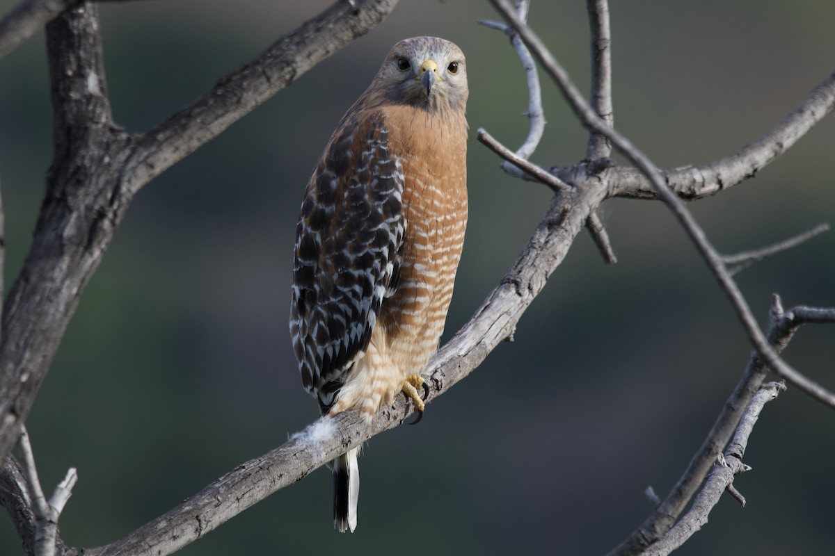 Red-shouldered Hawk - ML610558413