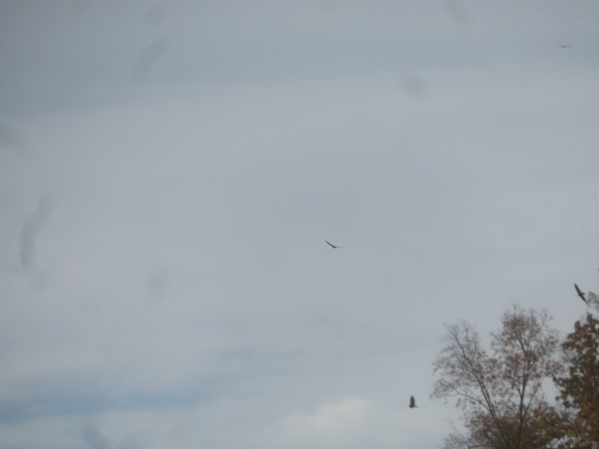 Turkey Vulture - ML610558438